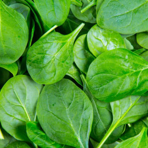 Spanac Baby Leaf (8 g), seminte soi timpuriu, frunze mici, fragede, Agrosem - Img 1
