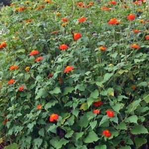 Titonia (1 g) seminte Tithonia rotundifolia, Floarea Soarelui Mexicana cu flori portocaliu intens, Kertimag - Img 2