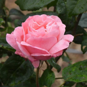 Trandafir Queen of England (1 butas), trandafiri premiati, flori mari, roz fin, parfum deosebit, Yurta - Img 2