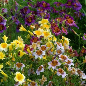 Trompetuta mix (0,5 g) seminte Salpiglossis sinuata, flori forma palnie, culori stralucitoare, Kertimag - Img 4