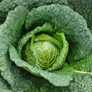 Varza creata Vertus (1,5 g), seminte soi tardiv, varza verde creata, Agrosem