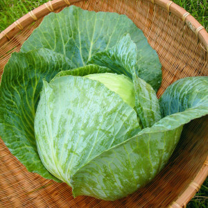 Varza de toamna Buzoiana (0,4 g), seminte soi tardiv productiv, varza verde pentru murat, Agrosem