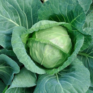Varza de toamna de Buzau (10 g), seminte soi tardiv foarte productiv, rezistent la boli, Patru Agro