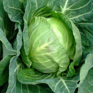 Varza Mercato di Copenhaghen 2 (6 g), seminte soi timpuriu varza sferica, bine indesata, Raci Sementi - Img 1