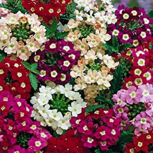 Verbena hybrida nana mix (0,4 g), seminte verbina pitica, flori mari, combinatie superba de culori, Opal