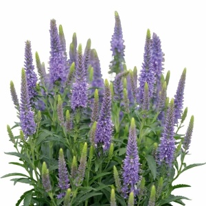 Veronica albastra - Przetacznik klosowy (0,1 g) seminte Veronica spicata, flori superbe albastre-mov, Legutko