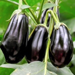 Vinete Black Beauty (2 g) seminte soi semitimpuriu, pulpa alba, gust placut, Prima Sementi