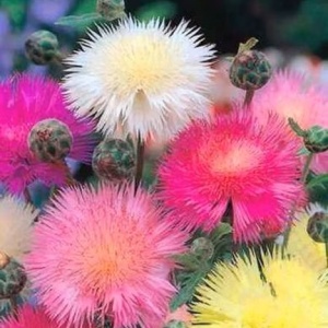 Vinetica Parfumata mix - Chaber Cesarski (1 g) seminte Centaurea imperialis, flori pufoase parfum delicat, Legutko - Img 2
