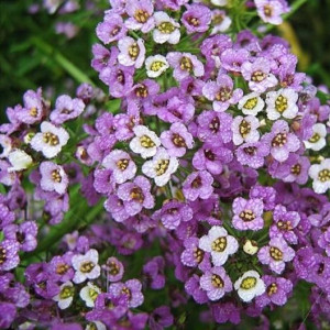 Alyssum violet (0,15 g), seminte plante ornamentale Lobularia maritima, flori violet, delicate, Agrosem