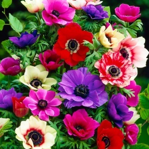 Anemone de Caen mixed (10 bulbi) bulbi anemone cu flori mari, matasoase, petale diverse culori, Kertimag