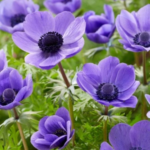 Anemone de Caen Mr. Fokker (10 bulbi) bulbi anemone cu flori mari, albastru-violet intens, Kertimag - Img 3