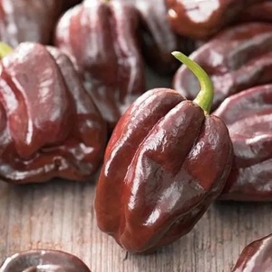 Ardei iute Habanero ciocolatiu (20 seminte) ardei extrem de iute, aroma deosebita, fructata, Kertimag