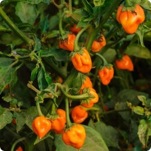 Ardei iute Habanero portocaliu (20 seminte) ardei extrem de iute, aroma deosebita, fructata, Kertimag - Img 2