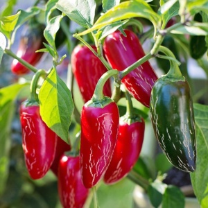 Ardei iute Jalapeno (1 g) seminte soi mexican apreciat pentru echilibrul perfect intre aroma si iuteala medie, Opal - Img 3