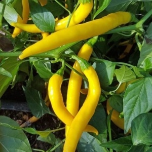 Ardei pentru boia Yellow Cayanne (0,5 g) seminte ardei iute galben de Cayenne, gust iute, perfect pentru murat sau boia, Kertimag - Img 3