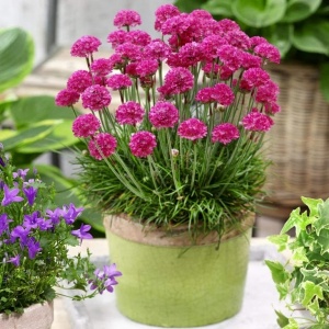Armeria Morning Star (0,2 g) seminte Armeria maritima flori rotunde roz-violet intens, frunzis vesnic verde, Opal - Img 5