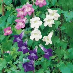 Asarina - Gura Leului cataratoare (0,03 g) seminte Asarina scandens urcatoare cu flori lungi violet, albastre, roz, albe, Legutko - Img 3