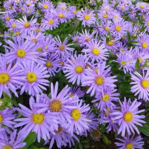 Aster albastru (0,05 g), seminte plante ornamentale Aster amellus, flori albastre-violet, stelate, Agrosem