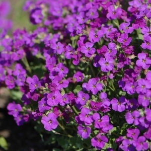 Aubrieta violet (0,25 g), seminte planta decorativa perena, tufe bogate, flori abundente, Kertimag
