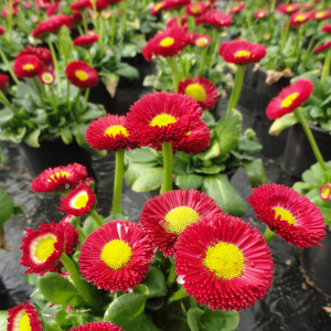 Banutei rosii (0,2 g), seminte Bellis perennis, flori rosii batute, Kertimag