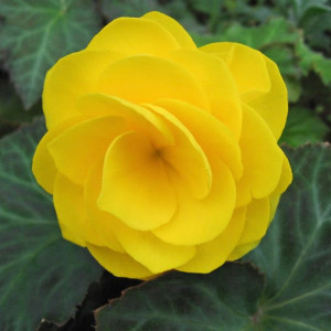 Begonie Double Yellow (3 bulbi), bulbi begonii flori batute, galbene, Agrosem