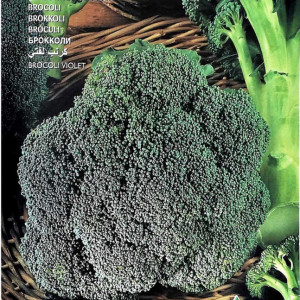 Broccoli Ramoso Calabrese (7 g), seminte soi semitimpuriu, capatani mari, gust deosebit, Raci Sementi - Img 2