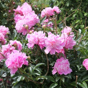 Bujori Pink (1 bulb) bulbi bujori chinezesti flori parfumate mari, batute, culoare roz delicat, Kertimag - Img 6