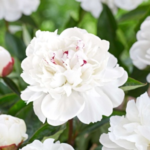 Bujori White (1 bulb) bulbi bujori chinezesti flori parfumate mari, batute, culoare alba, Kertimag - Img 7