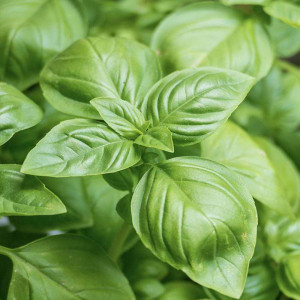 Busuioc Genovese (2 g), seminte planta aromatica busuioc verde frunze mari, aromate, Kertimag