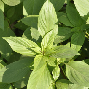 Busuioc lemon (0,4 g), seminte planta aromatica Ocimum basilicum citriodora, busuioc verde aroma fina lamaie, Agrosem