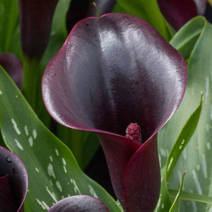 Cala Cantor (1 bulb), bulbi Zantedeschia, cala deosebita, culoare neagra, Agrosem - Img 1