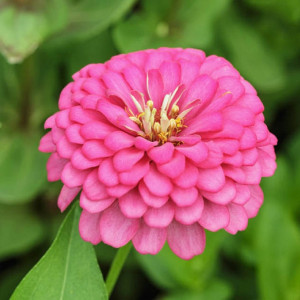 Carciumarese mari roz (0,5 g), seminte plante ornamentale Zinnia elegans, carciumarese flori mari batute, roz, Agrosem