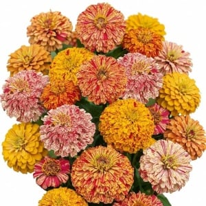 Carciumarese Peppermint Stick (1 g) seminte Zinnia elegans dahliaeflora, flori gigant bicolore cu stropi rosii, Legutko