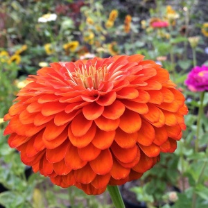 Carciumarese portocalii (2 g) seminte Zinnia elegans, flori mari, batute, portocaliu aprins, Kertimag