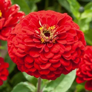Carciumarese rosii Scarlet Flame - Cynia Wytworna Daliowa (1 g) seminte Zinnia elegans cu flori mari rosu aprins, Legutko