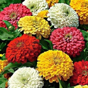 Carciumarese Super Yoga mix - Cynia Wytworna (1 g) seminte Zinnia elegans cu flori mari batute, multe culori, Legutko