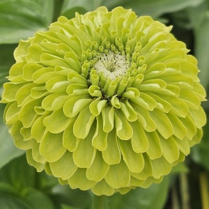 Carciumarese verzi Envy - Cynia Wytworna Daliowa (1 g) seminte Zinnia elegans cu flori mari verde exotic, Legutko