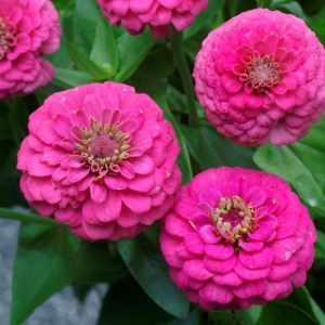 Carciumarese violet-roz (2 g) seminte Zinnia elegans, flori mari, batute, roz-violet, Kertimag - Img 2
