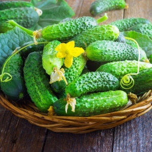 Castraveti baby cornichon Titus F1 (1 g) seminte castraveti semi-timpurii, cornichoni mici, ideali pentru murat sau salata, Opal - Img 2