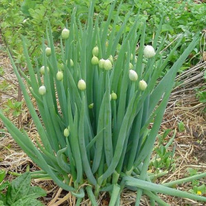Ceapa de iarna Bajkal (2 g), seminte soi ceapa verde perena, recoltare aproape tot anul, Kertimag - Img 2