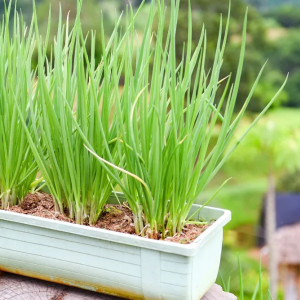 Ceapa de tuns (1 g), seminte planta aromatica perena Allium schoenoprasum, ceapa pentru frunze, Kertimag - Img 2