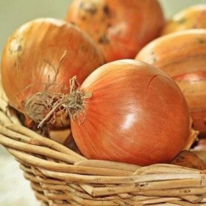 Ceapa Dorata di Parma (Bologna) (5 g), seminte soi tardiv ceapa mare, galben aurie, pulpa alba, Raci Sementi
