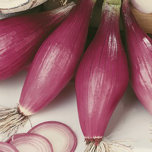 Ceapa rosie Rossa di Firenze (0,25 g), seminte soi semitimpuriu italian, ceapă alungită, pulpă roz, dulce, Nova Sem