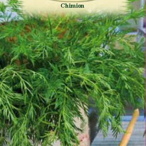 Chimion (1 g), seminte planta aromatica bienala Carum carvi, proprietati medicinale, Agrosem - Img 2