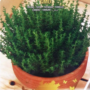 Cimbru (0,5 g), seminte planta aromatica perena, cimbru de gradina, Raci Sementi - Img 3