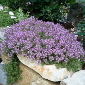 Cimbru tarator - Macierzanka piaskowa (0,1 g) seminte Thymus serpyllum, cimbru aromatic acoperitor de sol, cu abundenta de flori mici roz-violet, Legutko - Img 4