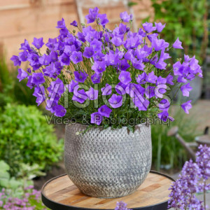Clopotei de munte albastri (0,25 g), seminte Campanula carpatica, inflorire indelungata, Kertimag - Img 3