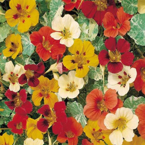 Condurul Doamnei pitic mix (2 g) seminte Tropaeolum nanum diverse culori, Opal