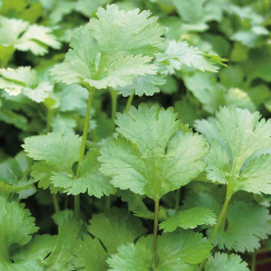 Coriandru (2 g), seminte planta aromatica anuala Coriandrum sativum, cantitate mare uleiuri esentiale, Agrosem