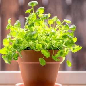Coriandru (2 g) seminte planta aromatica, parfum usor de lamaie, Kertimag